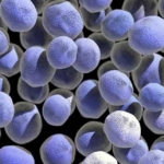 Die Welt der Mikroben – das Mikrobiom