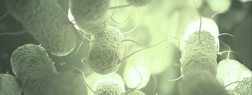 Wie das Mikrobiom entsteht und unsere Gesundheit beeinflusst