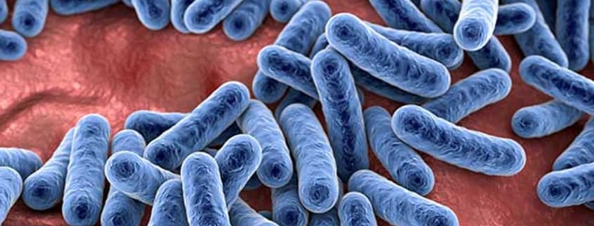 Schleimschicht im Darm – Unser Schutz